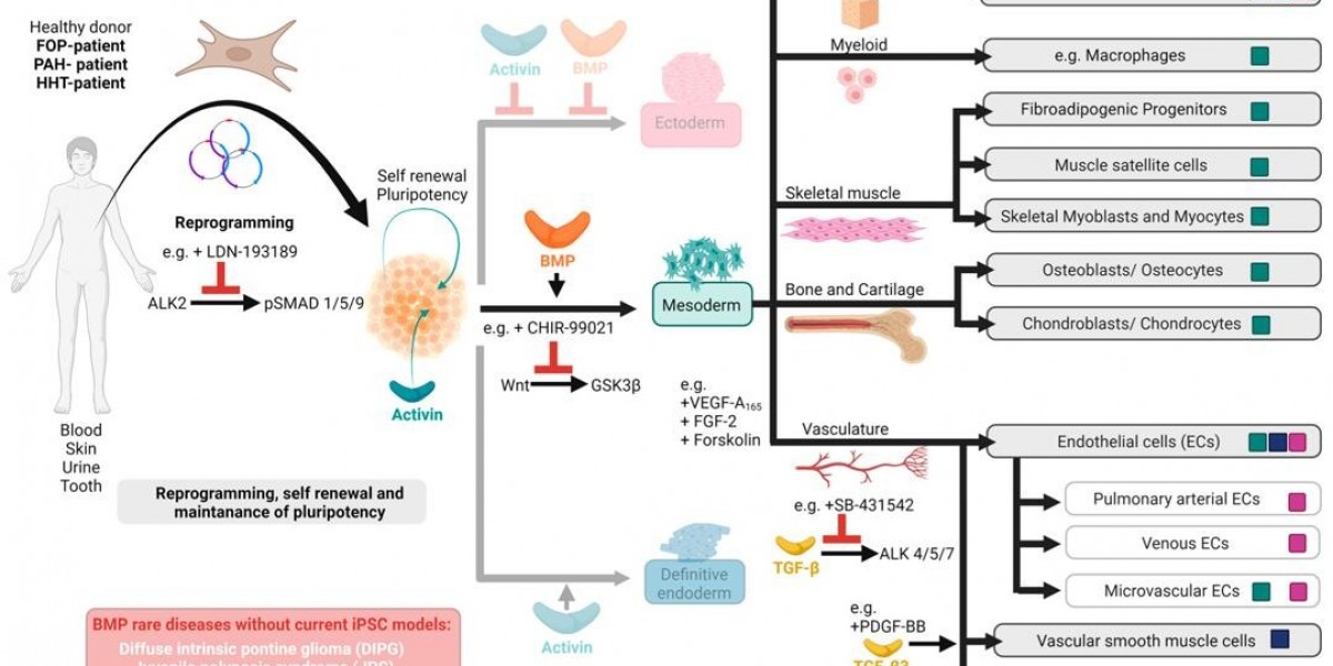 Protheragen Advances Cell-Based Models Development Service