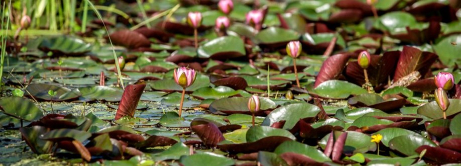 International Waterlily Collection Cover Image