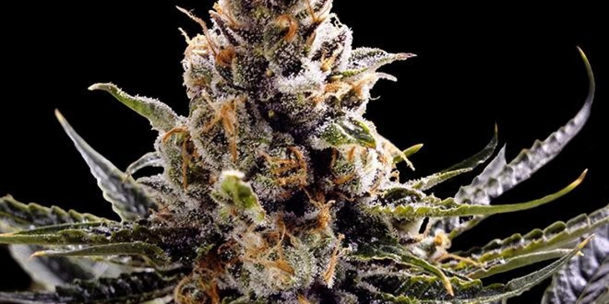 Why Autoflower Marijuana Seeds Are Perfect for Any Grower