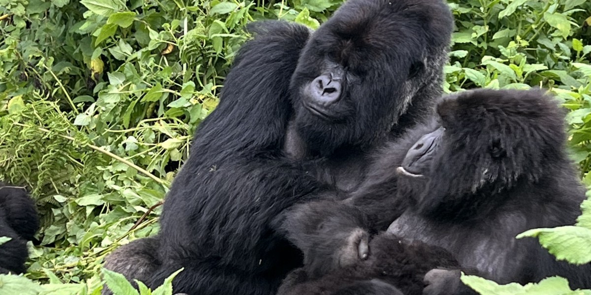 Explore Top Tours in Rwanda for Wildlife, Culture, and Scenic Experiences