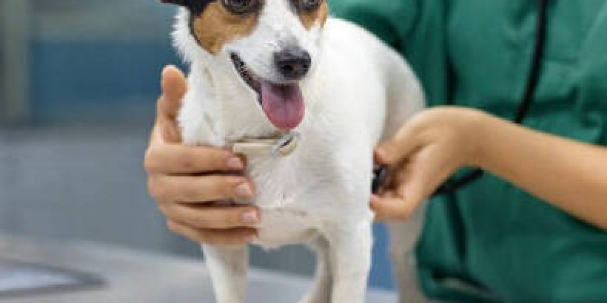 Singapore Vet