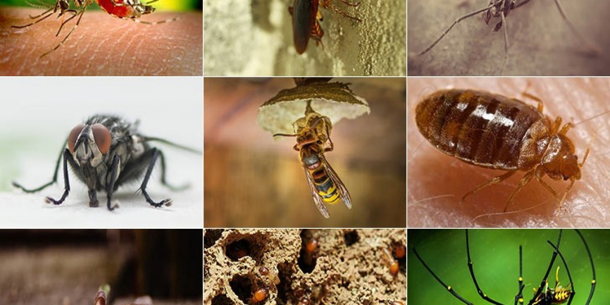 Effective Pest Management Solutions with Envirosafe Pest Control Melbourne