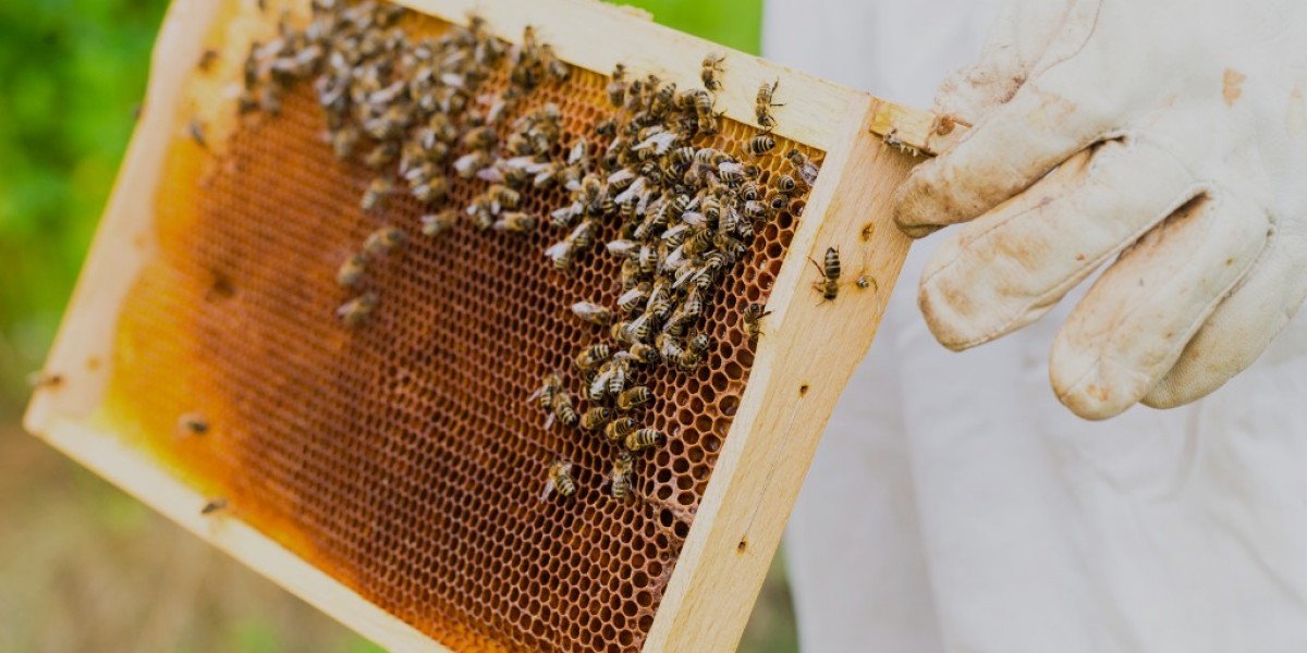 Bee Pest Control – Safe & Effective Solutions by Top Choice Pest Control