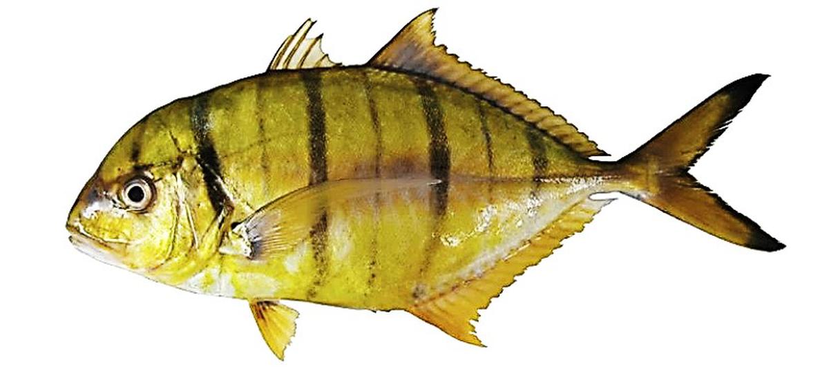 Golden Trevally Dubai - Available in Steak, Curry Cut, & Whole Cleaned
