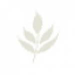 Serene Day Spa Profile Picture