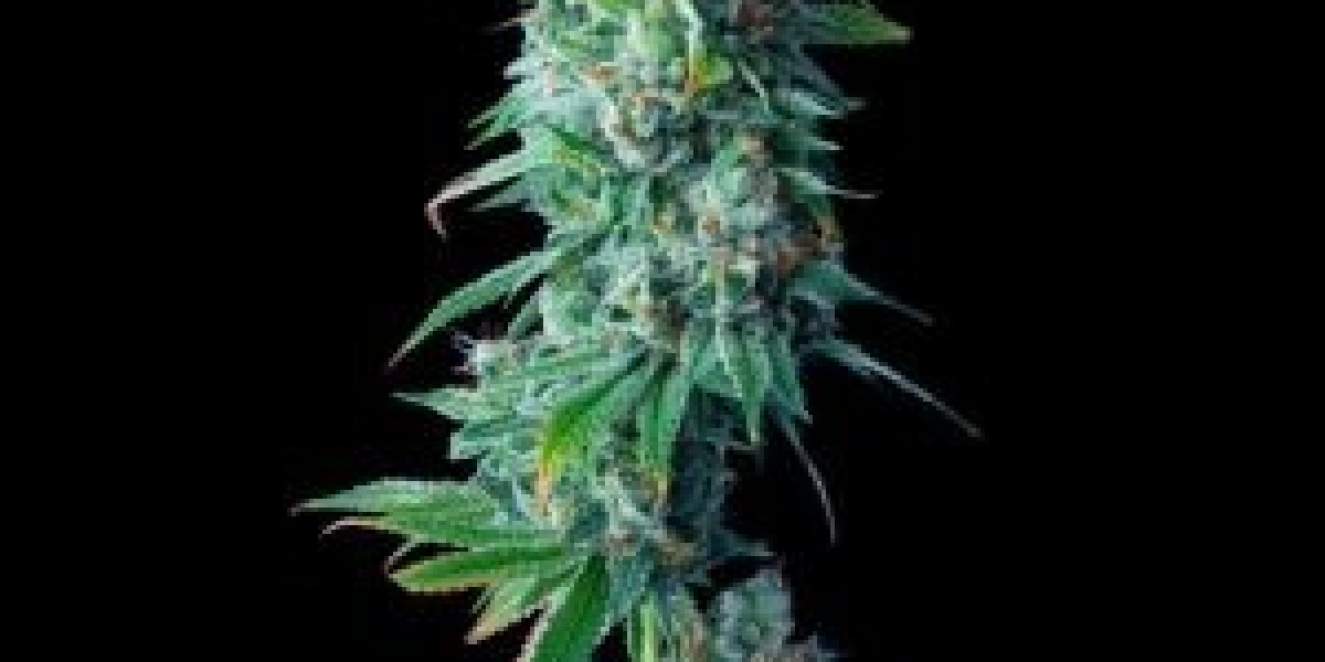 Where to Buy Cannabis Seeds: Your Trusted Source for Quality Genetics