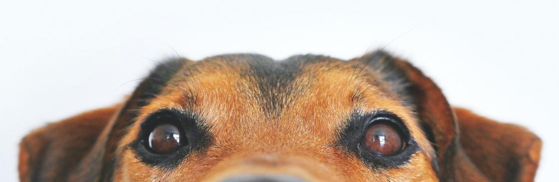 Dognitive Training Cover Image