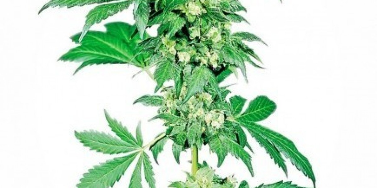 Premium Cannabis Seeds for Sale: Discover Quality You Can Trust