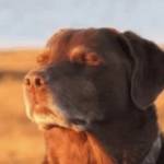 shiv mehara profile picture