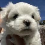 Dogs For Sale UK Profile Picture