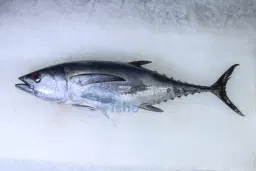 Wholesale Fresh Fish Suppliers in Dubai – Premium Hamour Fish and Fresh Tuna from Fisho – Site Title
