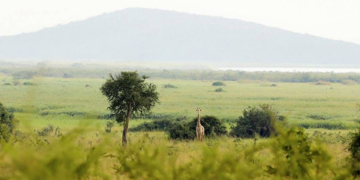 Why You Should Book a Trip to Rwanda This Year for an Authentic Experience