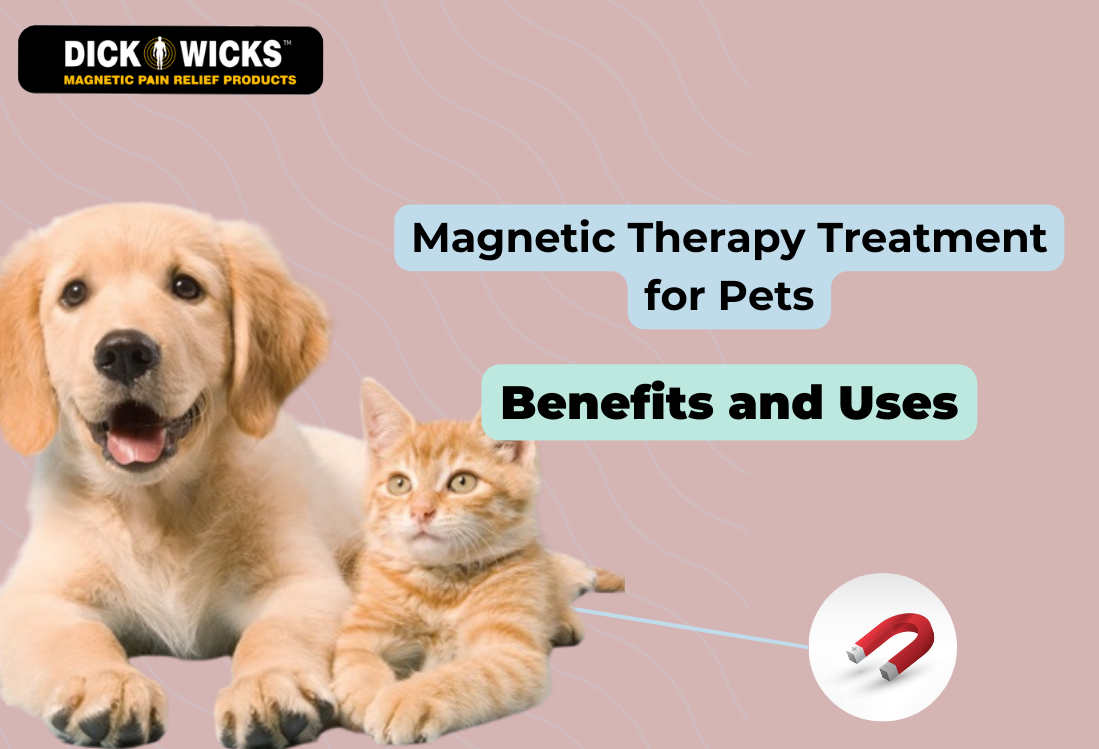 Magnetic Therapy Treatment for Pets: Benefits and Uses