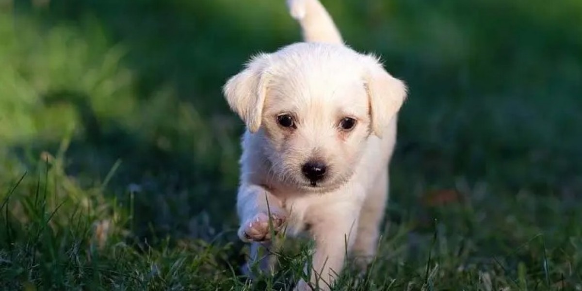 Doggy Bootcamp | Intensive Obedience and Behaviour Training