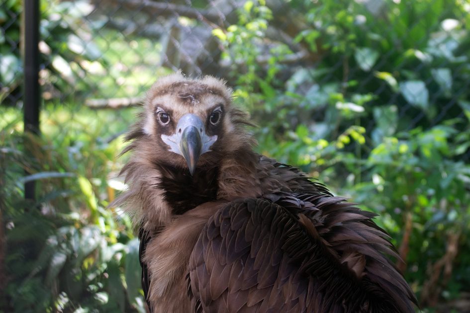 Fast U.S. Delivery  Buy Hydrocodone Online Safely Securely — Virginia Zoo