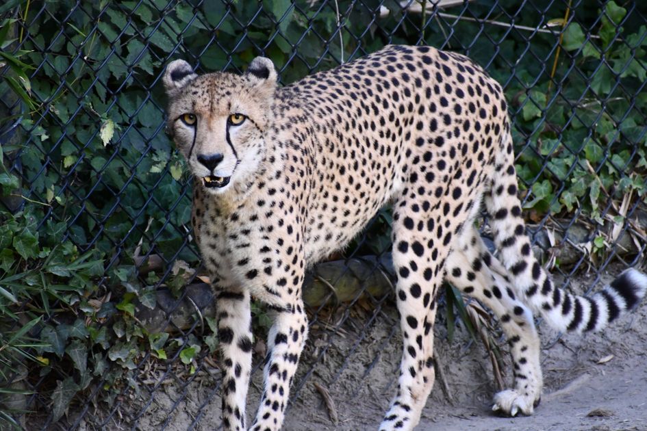 Buy Hydrocodone Online Trusted US Vendor Quick Shipping — Virginia Zoo