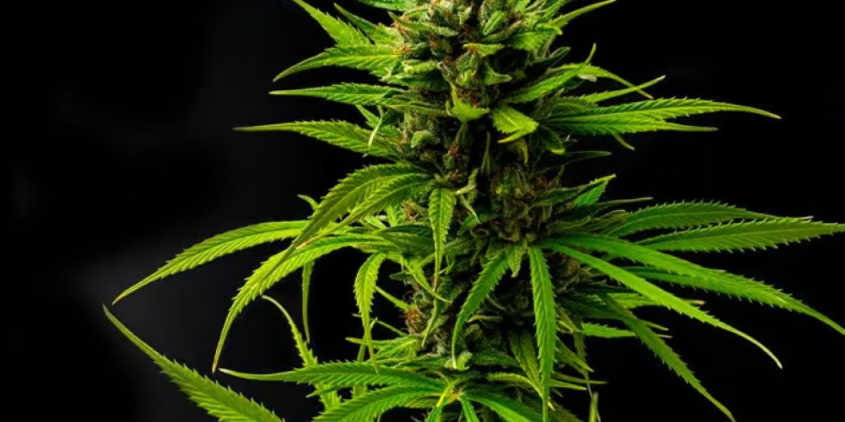 Strategies for High-Volume  THCA Flower Pounds Sourcing