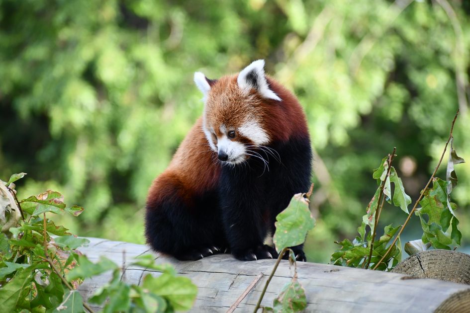 Buy Hydrocodone Online for Pain Relief with Fast Shipping — Virginia Zoo