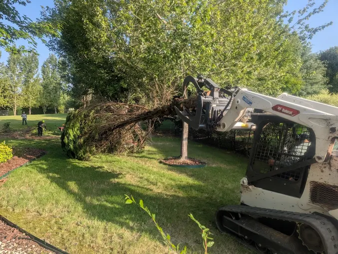 What Happens If You Leave A Tree Stump In Your Yard Too Long?