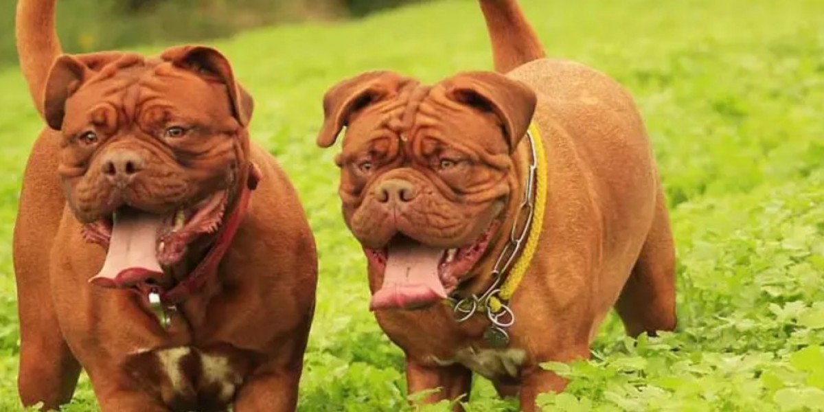 Doggy Daycare Deployments | Enrichment-Focused Daycare Programs