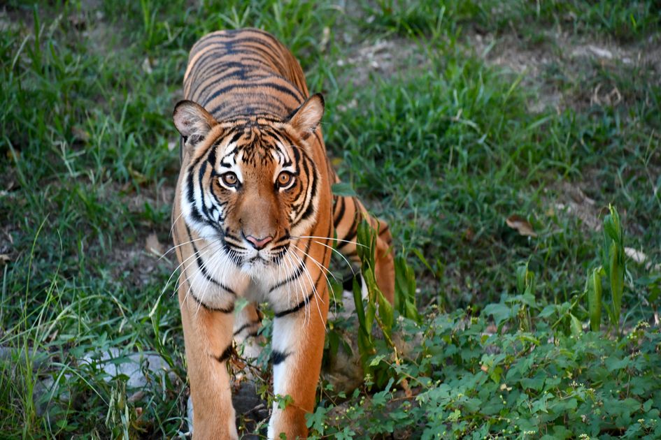 Buy Hydrocodone Online via US Based Licensed Pharmacy — Virginia Zoo