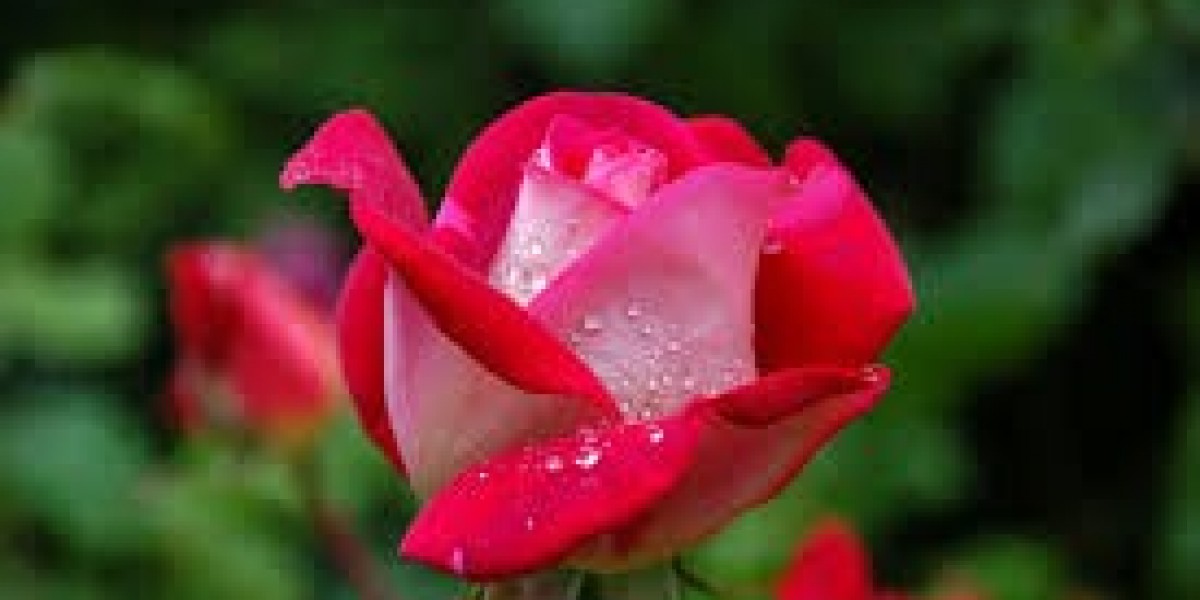 How to Get an International Driving Permit: Complete Guide for Travelers